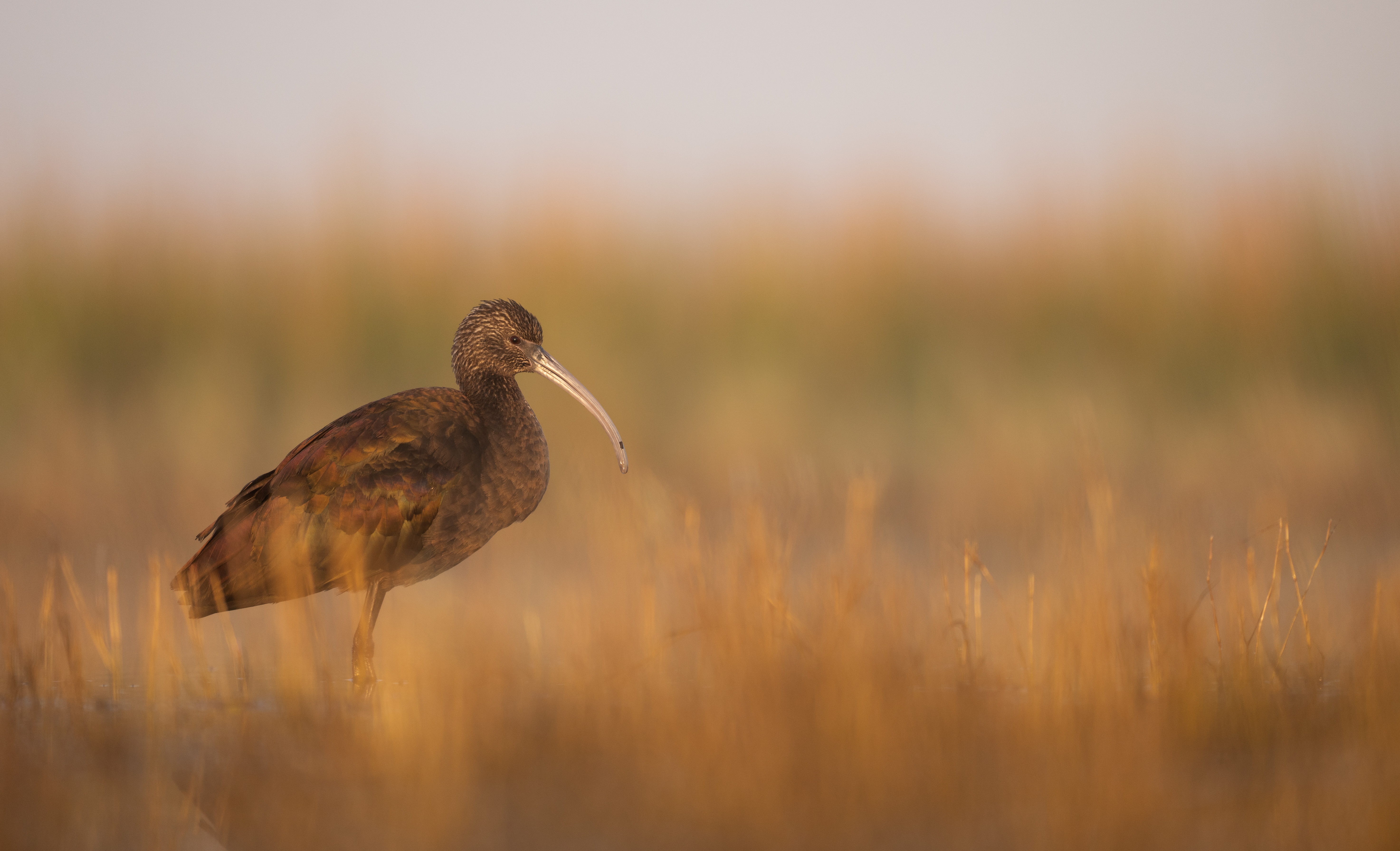 White-faced ibis